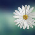 marguerite, daisy, flower-729510.jpg