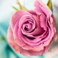 rose, flower, petal-3142529.jpg