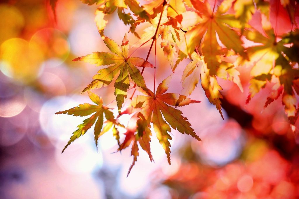 maple, fall, multicoloured, nature, bokeh, leaves, autumn leaves, plant, maple foliage, autumn colors, autumn, autumn leaves, autumn, autumn, autumn, autumn, autumn-2135514.jpg